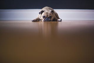 A dog waiting