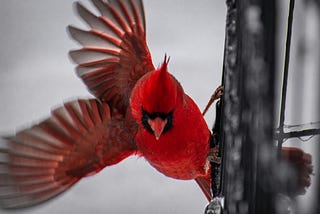 The Northern Cardinal — Messenger from Beyond