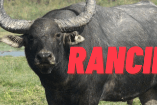 Rubber Stamping a Toxic Culture | Sober and Unashamed