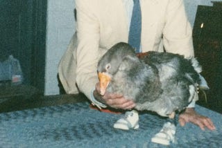 The Goose Who Wore Sneakers: How a Disabled Bird Became America’s Most Unlikely True Crime Victim