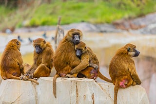 Monkeys and The Stock Market