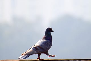 What Learning to Live With the Pigeons Taught Me