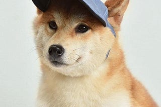 Dogs in Hats (Funny Dogs)