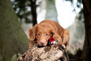 Falling in love with dogs.