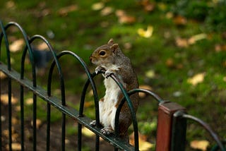A squirrel looking over a park fence.