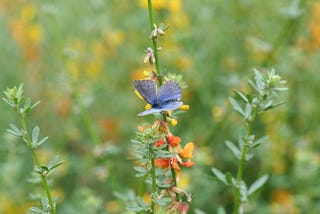 Palos Verdes Is Losing Its Azul