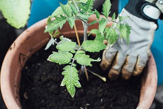 Revolutionizing Tomato Plant Health: Cutting-Edge Disease Detection with CNN Technology
