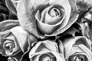Roses of red in monochrome pose