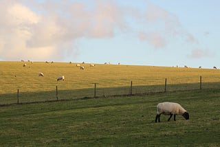 Week 37: The grass is greener on the other side