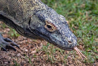 A Komodo dragon, tongue out and looking relaxed. Perhaps because she isn’t expected to wear make-up and high heels to look “professional” because apparently high heels help you think higher thoughts or something.