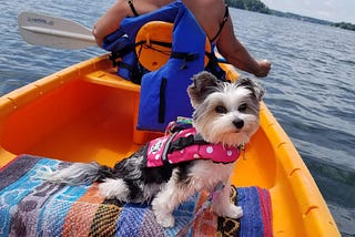 Dog and woman in canoe