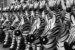 identical zebras lined up