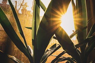 A plant under direct sunlight by the window