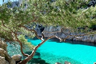 Photo of a beautiful cove with what looks like a limestone cliff. The water is a stunning turquoise and clear to a smooth sandy floor. The water is seen through the branches of a spindly, wind-trimmed pine tree.