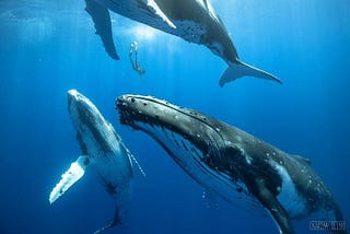 How Do Whales Sing Underwater?
