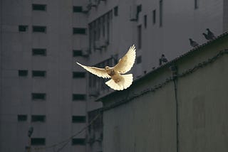 How to Find Peace in a World of Chaos