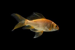 Shrinking attention spans — Less than a goldfish