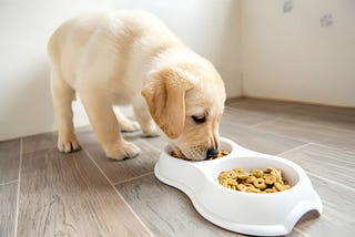 Providing Optimal Nutrition | Homemade Dog Food Recipes for Kidney Disease