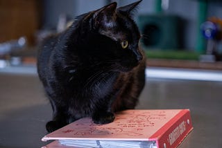 Common Sayings About Cats