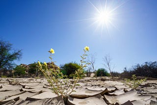 Can the Insurance Sector Alone Bear Losses Due to Climate Crisis?