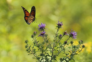 Float like a Butterfly, Sing like a Bee