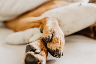 How to take care of doggy paws