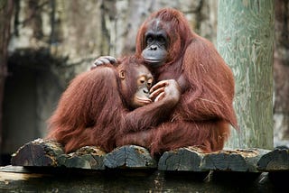 Have We Evolved From Apes?