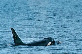 Tips for Whale Watching off Vancouver Island
