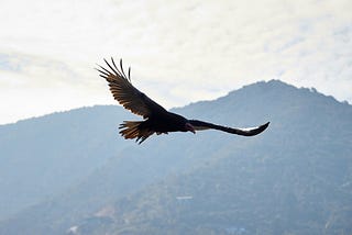 large bird flying over foggy mountains