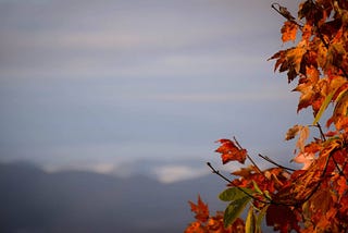 Autumn Breeze