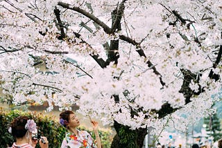 3 Cool Cherry Blossom Facts You Didn’t Know