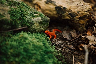 close up color photograph of a tiny orange amphibian on a moss covered rock