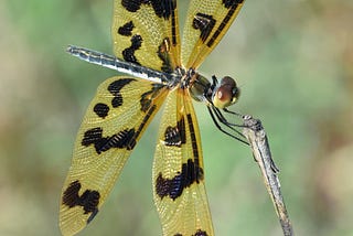 My Two Little Dragonflies