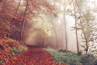 THERE IS A FOREST