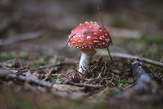 An Unappreciated Marvel — The Humble Mushroom