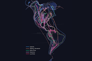 How are bird migrations visualized?