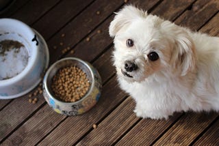 What to feed a 4-week-old puppy? An expert analysis