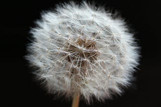 The photograph depicts a dandelion seed cluster with a plan, black background