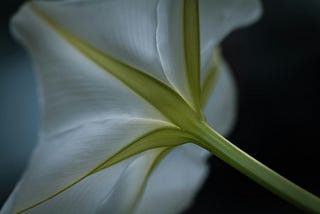 How to Bloom in the Dark