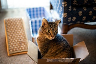 Urgent Call For Help: Outdoor Felines Going Boxless on Boxing Day