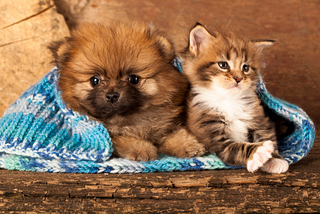Top 5 Cat Breeds That Get Along with Dogs