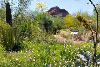 TOP 5 Things To Do In Phoenix With Kids