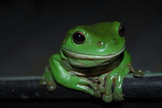 അത്തള പിത്തള തവളാച്ചി! 🐸