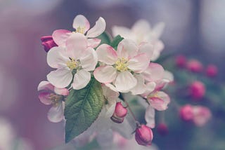 Small Pink Buds and White Flowers with Dark Green Leaves in a Hazy Background.