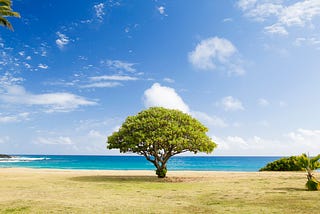 A lone tree on the beach, sitting beside the crystal, green-blue ocean against the backdrop of a sky with fluffy clouds.