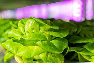 Denver’s new vertical farm, Kalera, announces the first lettuce and microgreen harvest for…