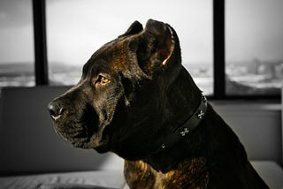 Stock image of a Cane Corso, not Bella.