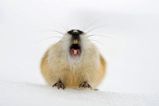 Picture of Yawning lemming