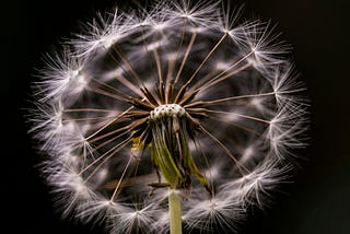 Freaky flower