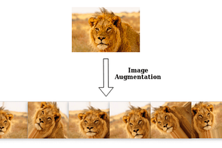 Carnivores Image Classification using Google Colab